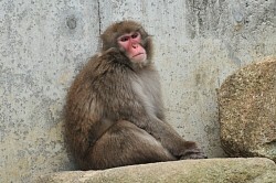 逃げたサル「ムコドノ」捕まる