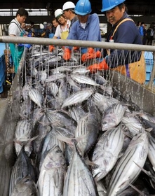 カツオ水揚げ、気仙沼漁港日本一 16年連続