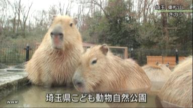 冬至:体の芯までほかほか 南区の温泉施設、24日までゆず湯実施 /広島