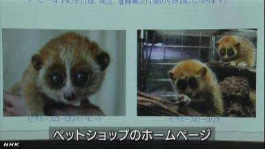 有罪判決5回超、懲りないペット店主を逮捕 希少サル販売「震災で経営苦しくて」