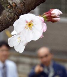 3月、記録的な暖かさ 35地点で平均気温が史上最高