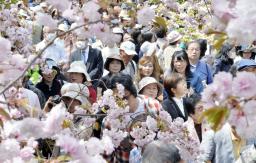 造幣局の「桜の通り抜け」始まる 130種、多くが満開