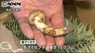 マツタケ「1キロ200万円」、数秒で落札 熊本・天草
