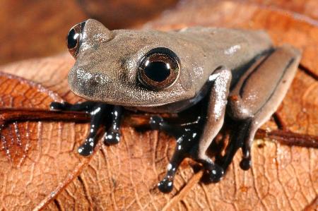 60種の新種とみられる生物発見、スリナムの熱帯雨林で