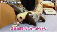 赤ちゃんパンダ、公開中断の2週間で… 米