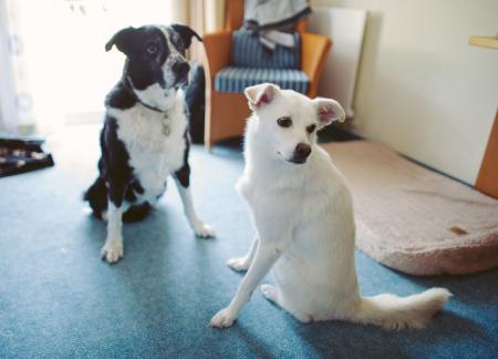 犬の起源は欧州、狩猟時代にオオカミが家畜化=研究