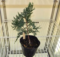 「花粉ない」ヒノキ発見 神奈川県、6~7年後出荷
