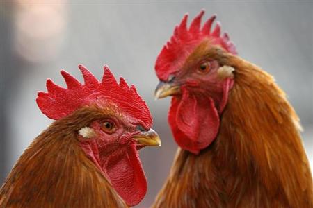 中国、鳥インフルＨ10Ｎ８型感染で死者
