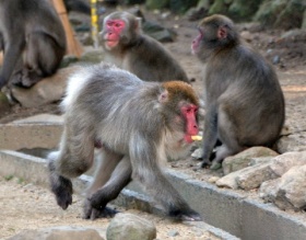 高崎山のベンツまた失踪 最高齢ボス、衰弱の恐れ [大分県]