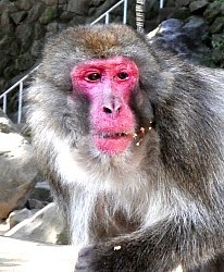 高崎山:イケメン雄ザルは伝説の「ベンツ」が1位