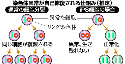 アピタルトップ > ニュース > 染色体異常が自己修復 iPS細胞で山中教授ら新発見