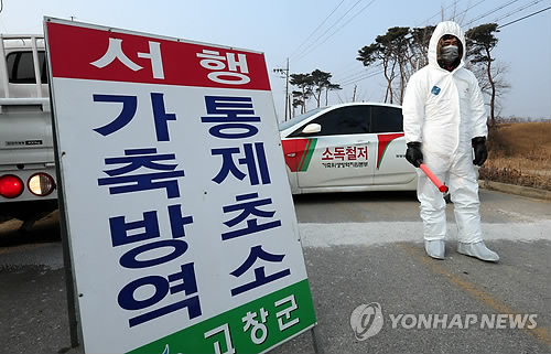 韓国で鳥インフル発生…カモ2万羽を殺処分