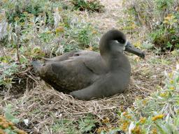 クロアシアホウドリ:鳥島から300キロ、世界最北 東京・八丈小島で産卵