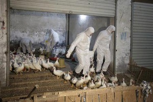 台湾で感染確認の中国男性死亡 鳥インフル、中国2省でも6人感染
