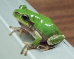 カエルの歌、ずらして鳴くよ オス縄張り主張?京大グループ解明