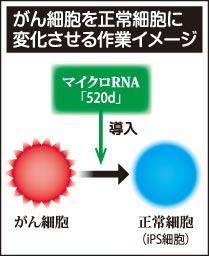 47NEWS > 共同ニュース > がん細胞を正常化する手法発見 鳥取大の研究グループ