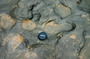 80万年前 人類の足跡 英で発見