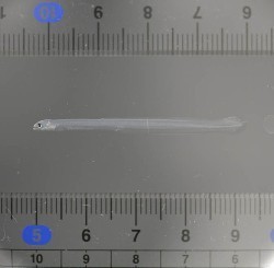 水産総合研究センター、大型水槽でニホンウナギの仔魚飼育に成功