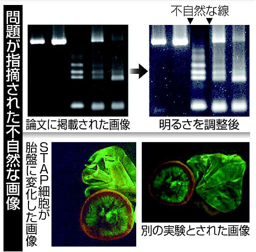 別の論文と記述が酷似 STAP細胞の論文