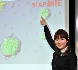 STAP細胞論文、共著者の米教授が撤回に難色