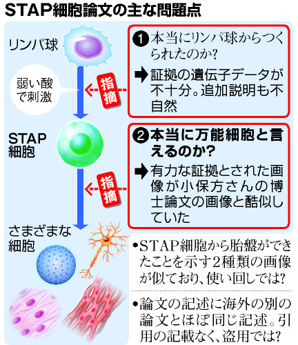 アピタルトップ > ニュース > STAP論文、窮地 「単純ミス」では説明困難に