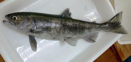 西湖のクニマス、1歳以上の生息数7500匹 山梨県が推定数調査