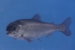 クニマス:7500匹生息か 山梨・西湖