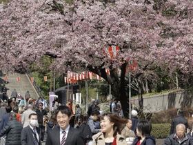 開花した桜と会社員