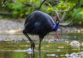 飛べない鳥、進化の謎を解明か