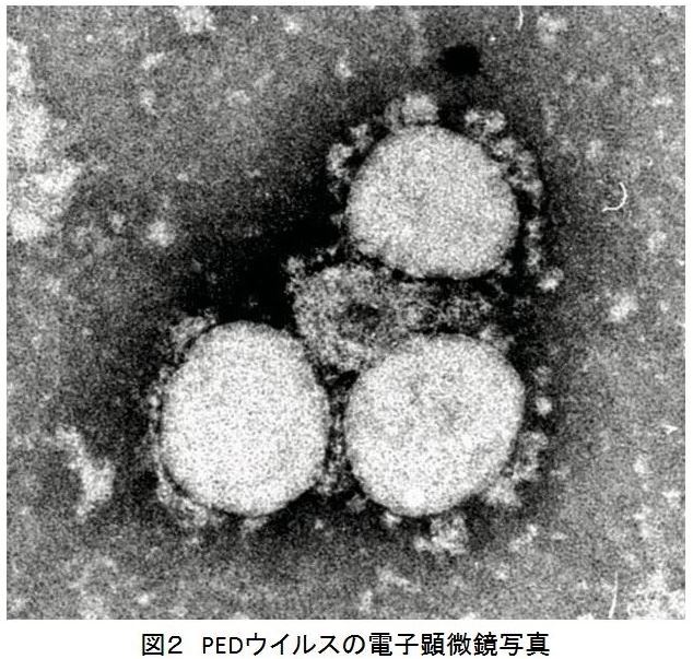 豚流行性下痢:対策まとめる