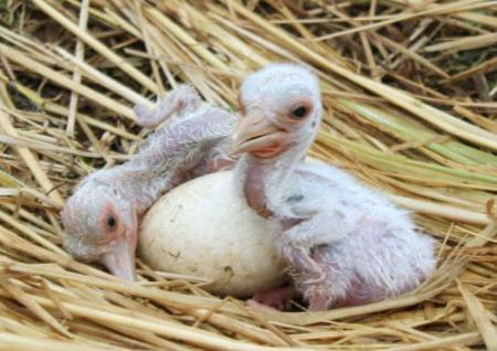 コウノトリ2羽ふ化 福井の飼育施設
