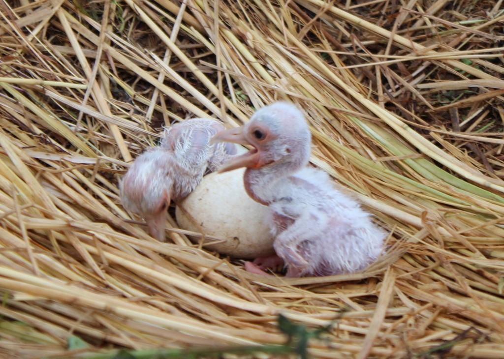 コウノトリ:50年ぶりのヒナ誕生 「托卵」で県内初−−越前 /福井