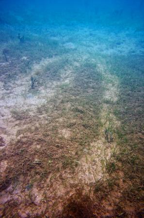 ジュゴン:沖縄・辺野古が餌場? 環境NGO、沿岸藻場に跡110カ所