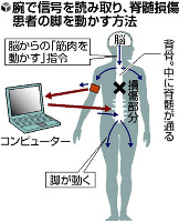 脊髄損傷でも歩ける？…腕への「信号」で脚動く 2014年08月14日 13時36分