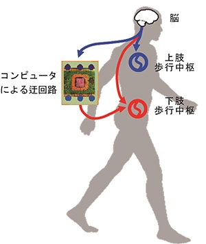 脊髄を迂回して脳と歩行中枢を繋ぐことに成功―脊髄損傷患者の歩行再建に期待