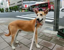 迷い犬「富士男」、浅草で新生活