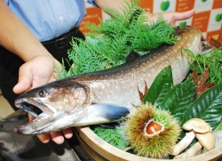 「大イワナ」新県産ブランド魚 ２４日に稚魚の出荷開始