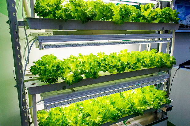 “ITと野菜”の意外な関係--東芝、富士通が野菜を展示したCEATEC JAPAN 2014