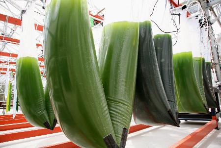 生態系保全で途上国への支援目標決まる COP12閉幕