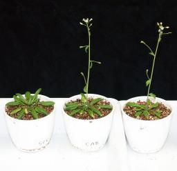 植物にも体内時計! 葉脈が開花コントロール 京大グループが解明