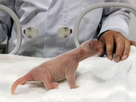 双子のパンダ誕生＝自然交配で４度目出産—和歌山