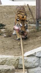 47NEWS > 共同ニュース > 大阪・天王寺動物園で百周年行事 アムールトラと綱引きも
