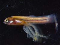魚に“へその緒”？ 京大が仕組み解明