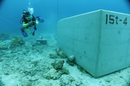 ブロックでサンゴ礁傷つく、沖縄・辺野古海底で撮影