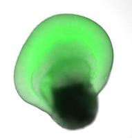 網膜再生:より現実的に ＥＳ細胞から作製、理研など成功