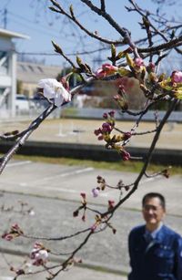 ソメイヨシノ:「開花」 県内各地「いよいよ春到来」 松山 /愛媛