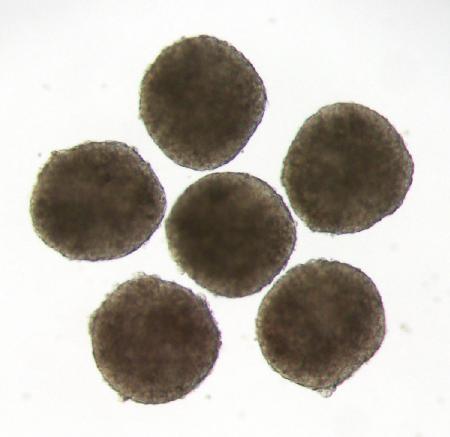 精子卵子のもと高効率作製、京大 人のiPS細胞から