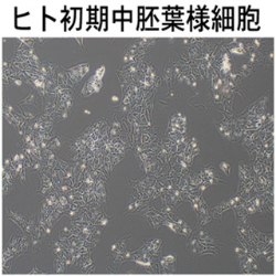 生殖細胞:iPS細胞を操作、高効率で作製 京大チーム