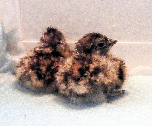 スバールバルライチョウ ヒナ6羽生まれる