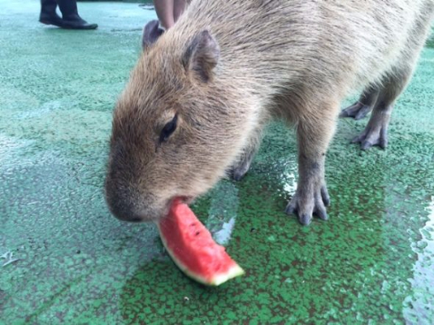 カピバラ４匹 スイカ早食い 県内外の４園がネットで対決